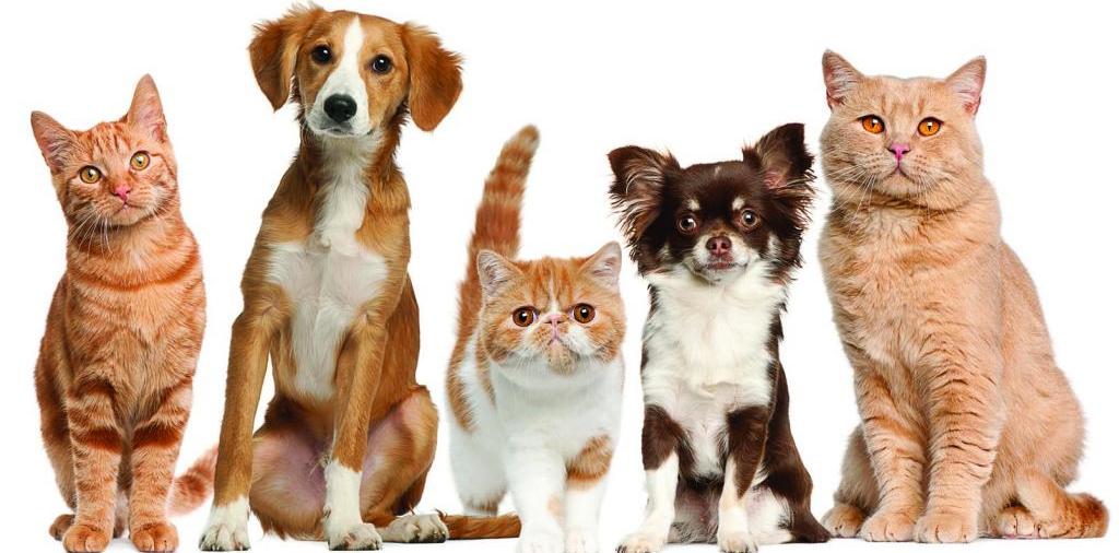 Доска объявлений о животных | ЗооТом - продажа, вязка и услуги для животных в Королёве