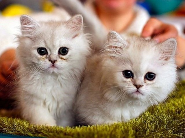 Породы кошек в Королёве | ЗооТом портал о животных