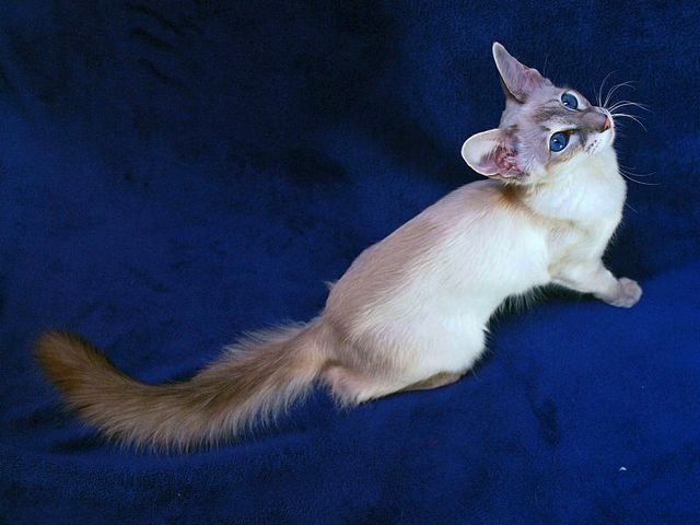 Выведенные породы кошек в Королёве | ЗооТом портал о животных