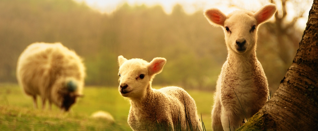 Объявления о сельскохозяйственных животных | ЗооТом - продажа, вязка и услуги для животных в Королёве