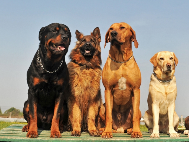 Крупные породы собак в Королёве | ЗооТом портал о животных
